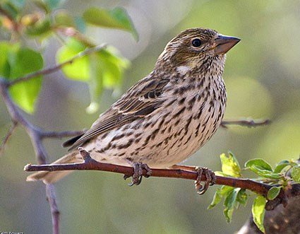 Cool Finch