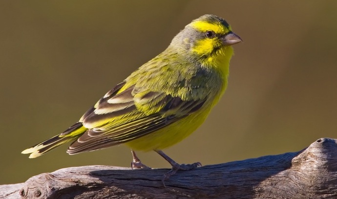 Pretty Finch