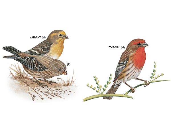 Cute Finch