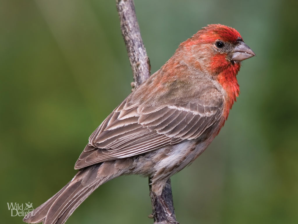 Wallpaper Finch