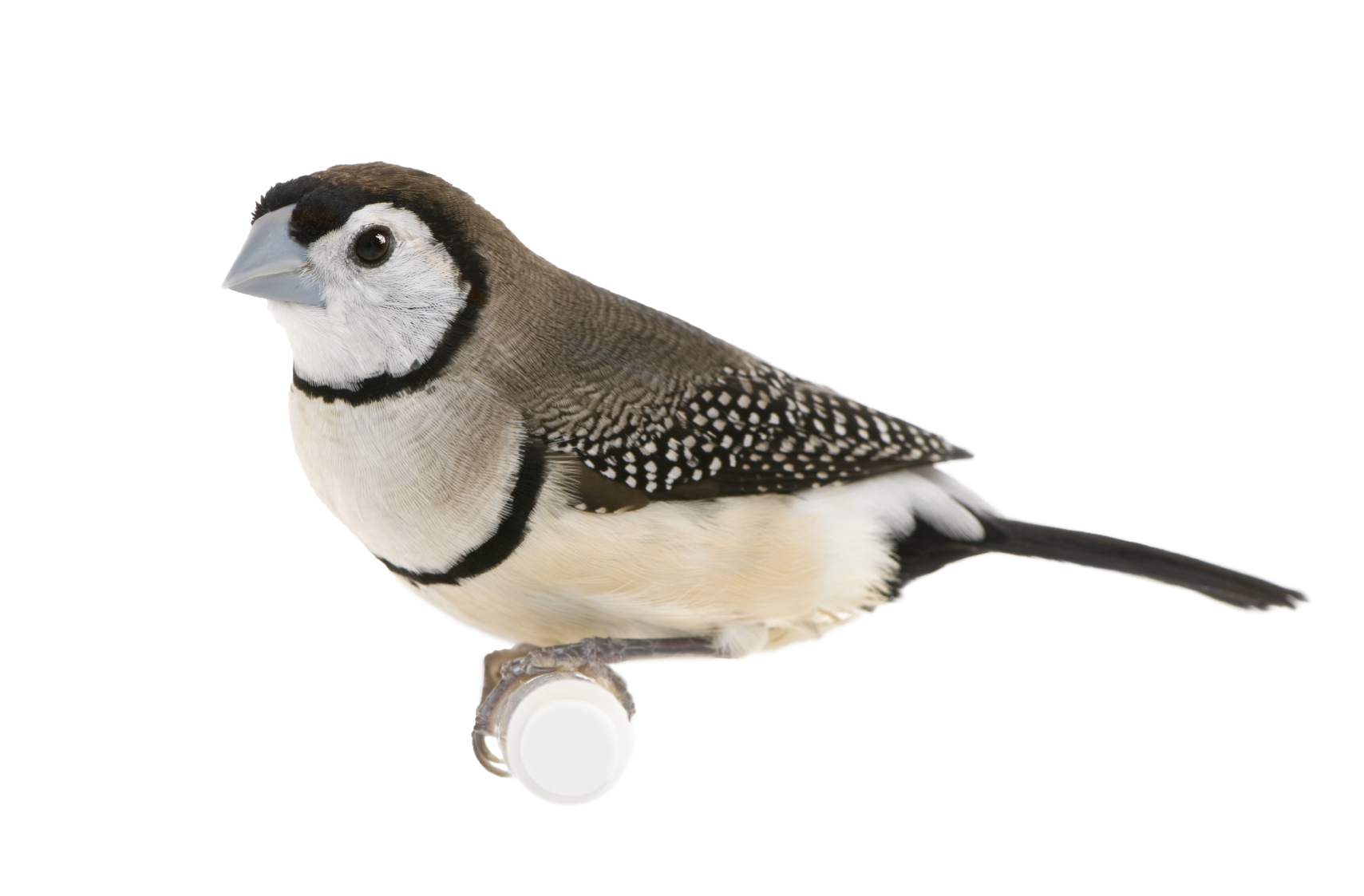 Photo Finch