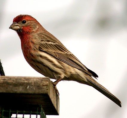 Finch photo 