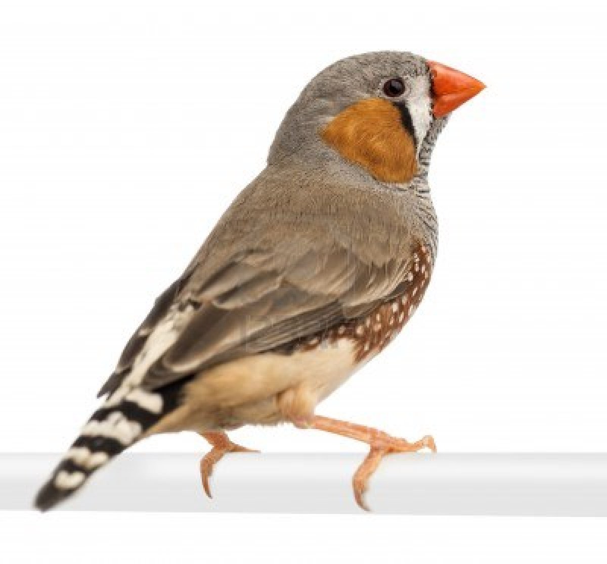 Finch wallpaper
