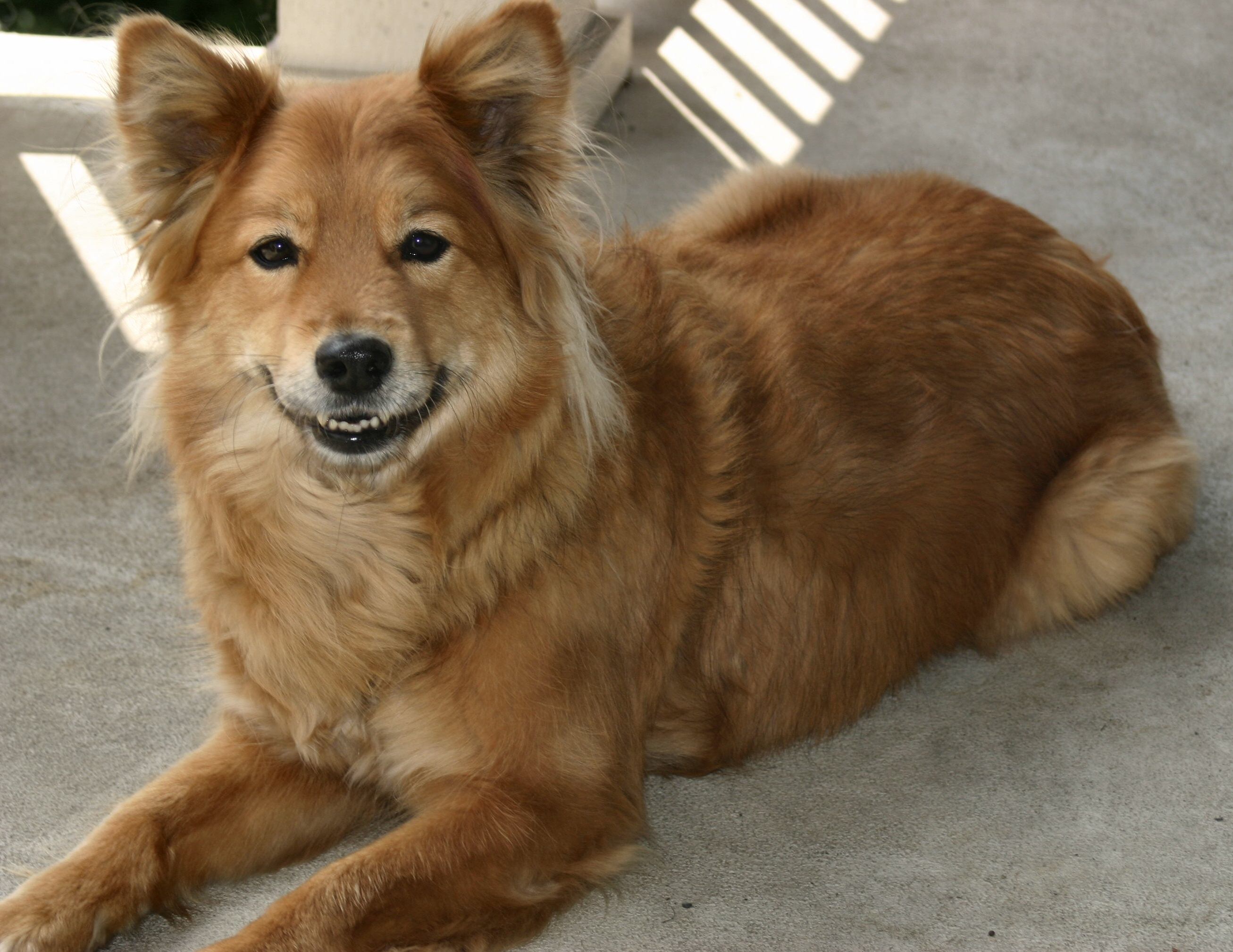 Finnish Spitz - Dog Breed