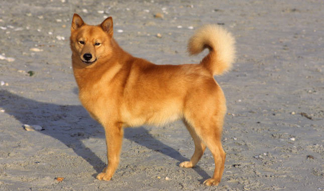Nice Finnish Spitz - Dog Breed