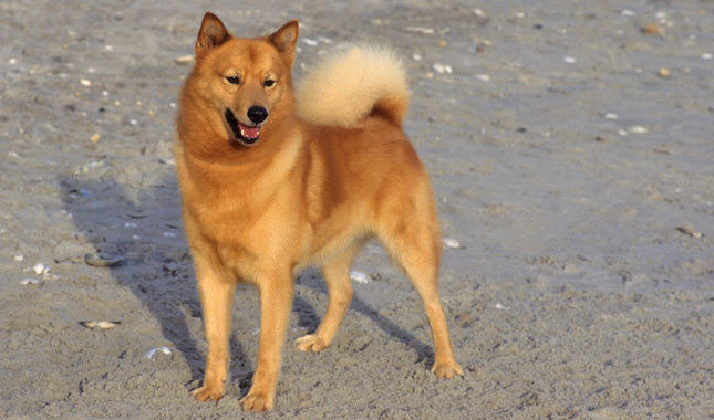 Cool Finnish Spitz - Dog Breed