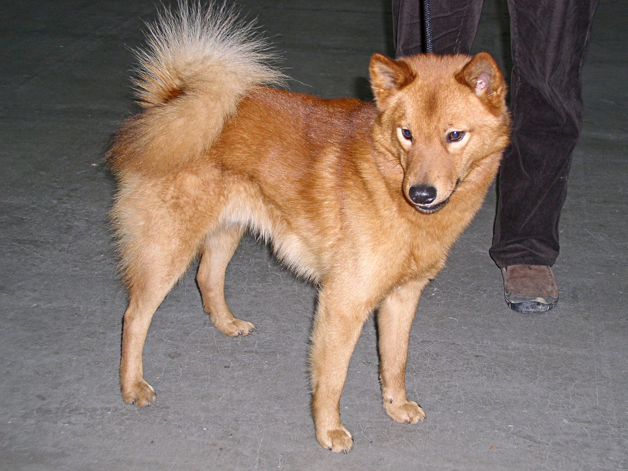 Pretty Finnish Spitz - Dog Breed