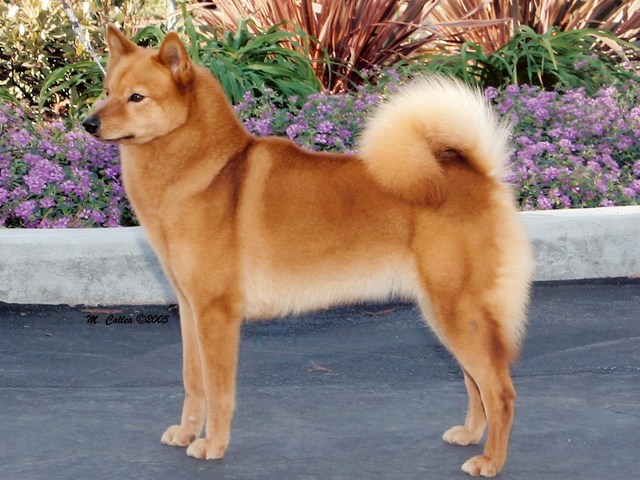 Wallpaper Finnish Spitz - Dog Breed