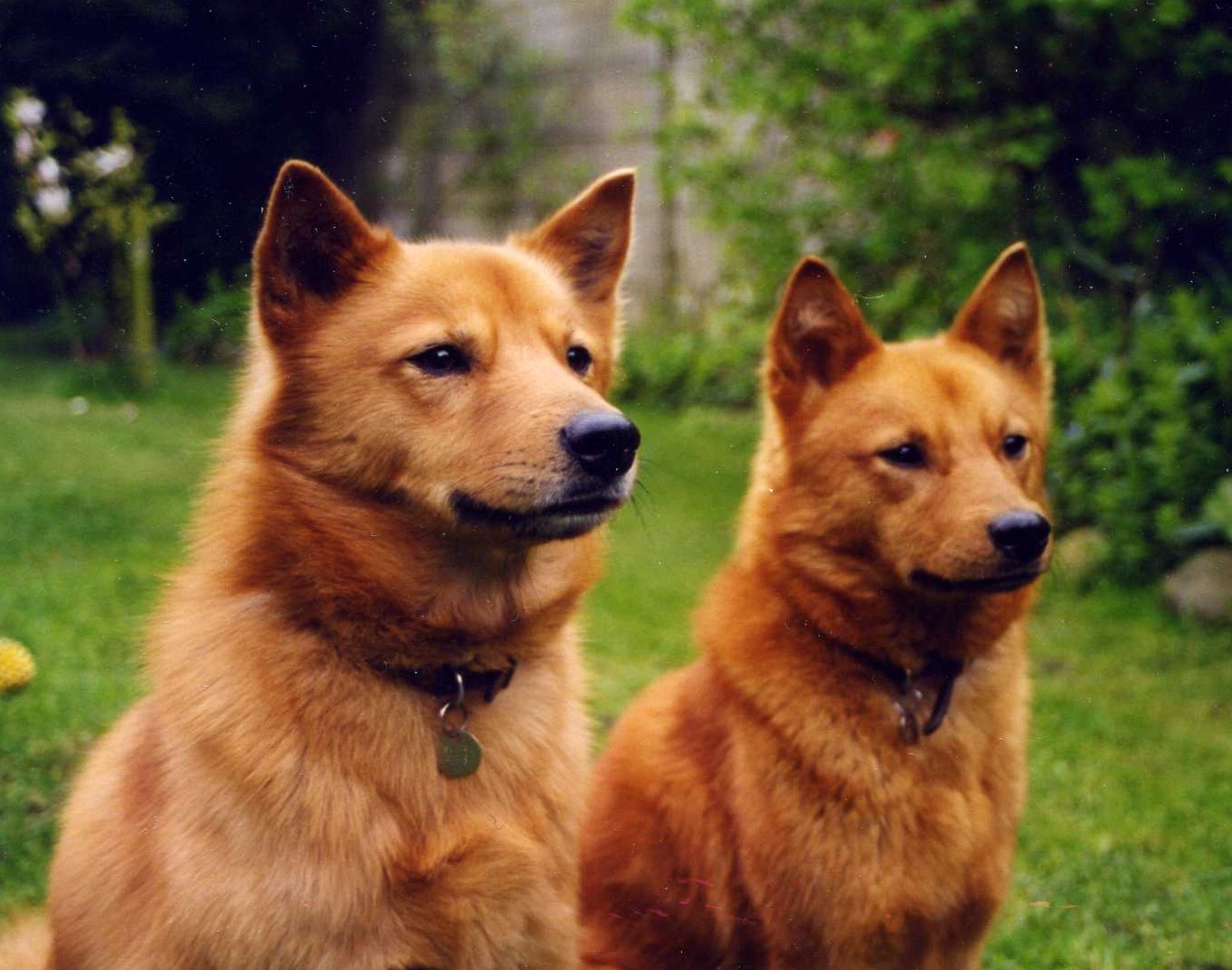 Finnish Spitz - Dog Breed photo 