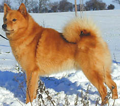 Finnish Spitz - Dog Breed wallpaper