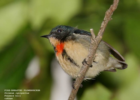 Fire-breasted flowerpecker