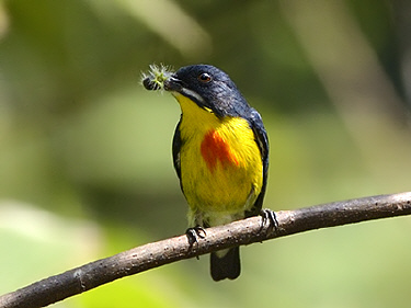 Pretty Fire-breasted flowerpecker