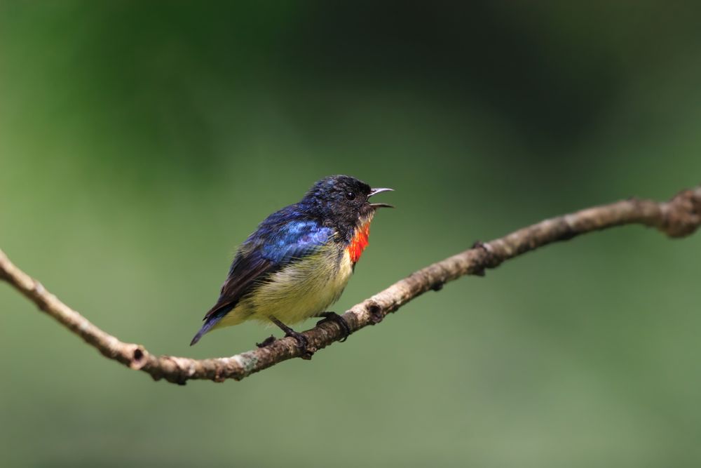 Pretty Fire-breasted flowerpecker