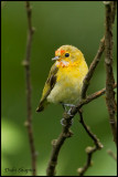 Fire-capped tit