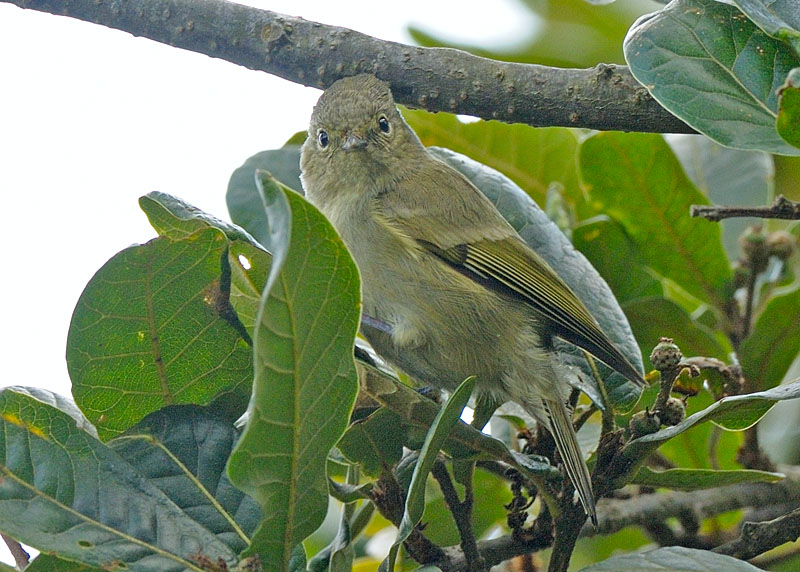 Pretty Fire-capped tit