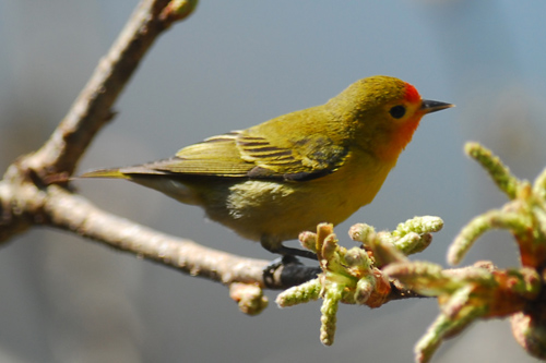 Pretty Fire-capped tit