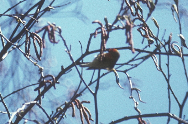 Pretty Fire-capped tit
