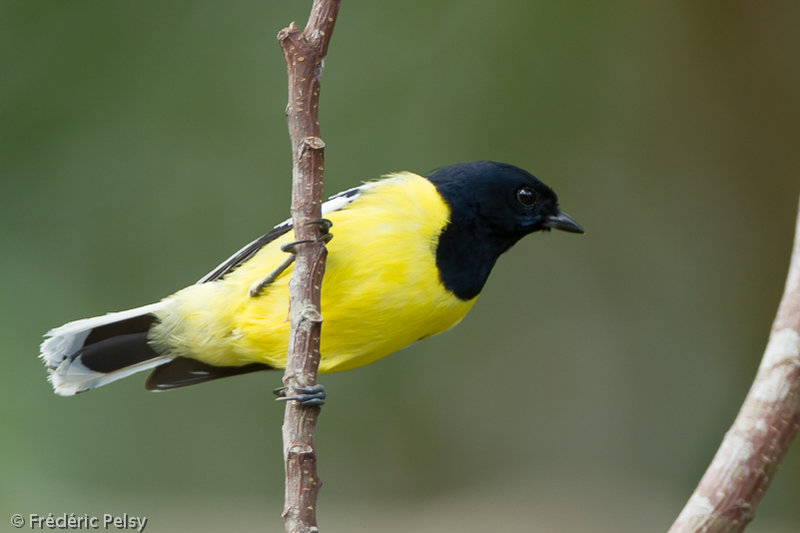 Pretty Fire-capped tit