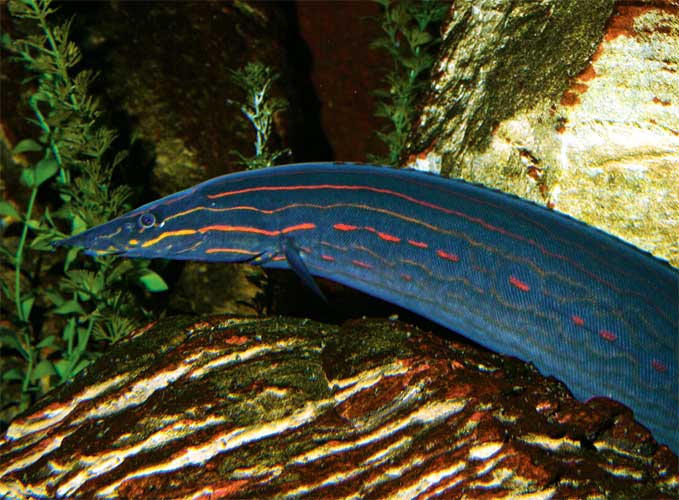 Fire eel