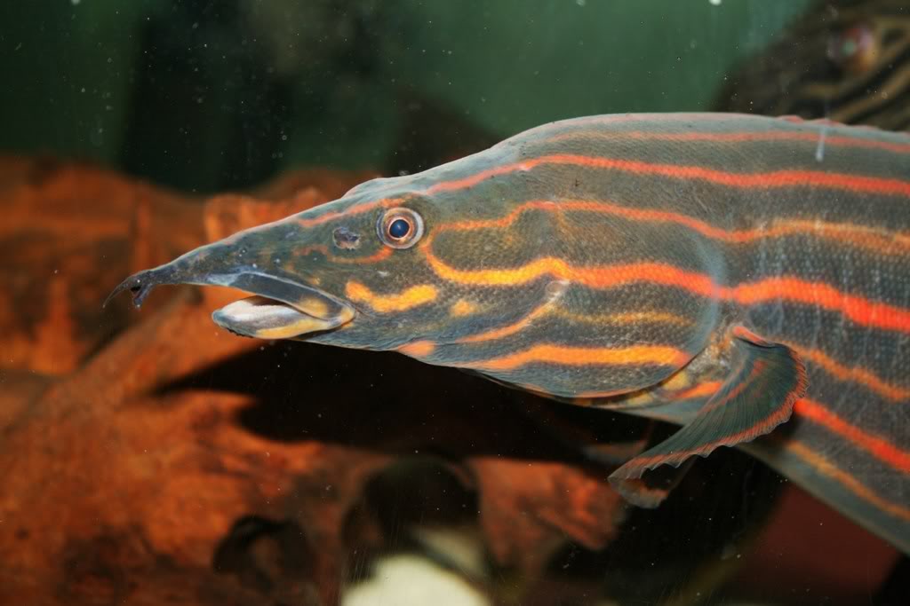 Pretty Fire eel