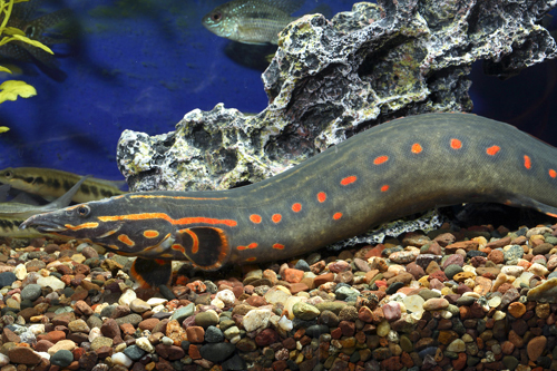 Pretty Fire eel