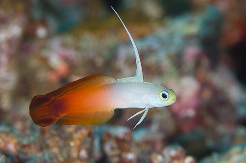 Fire goby