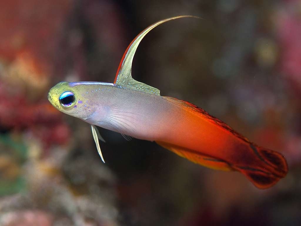 Pretty Fire goby