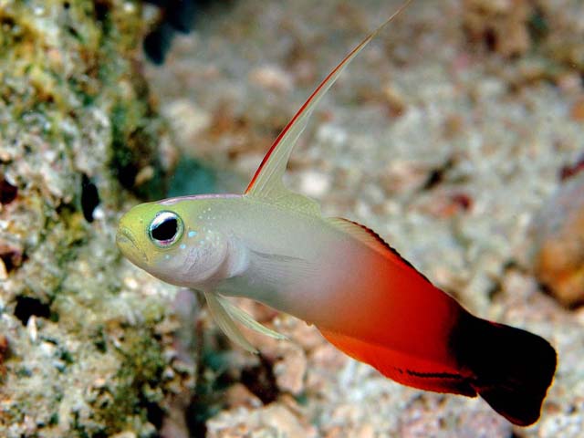 Pretty Fire goby