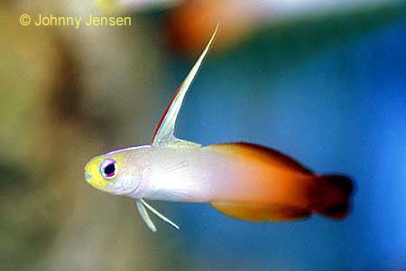 Pretty Fire goby