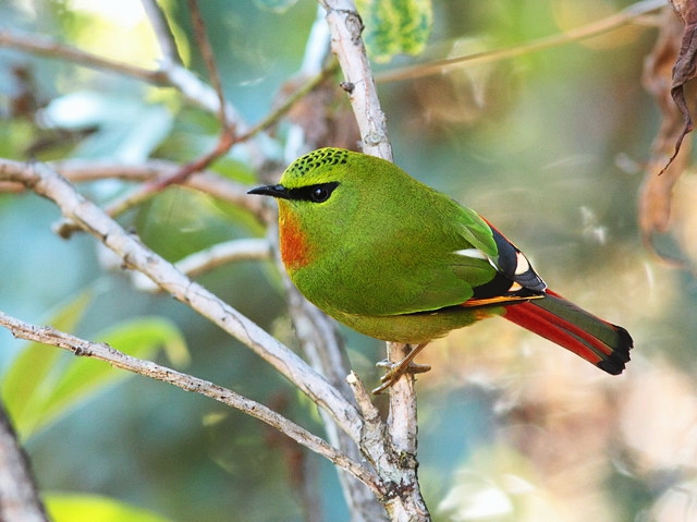 Pretty Fire-tailed myzornis