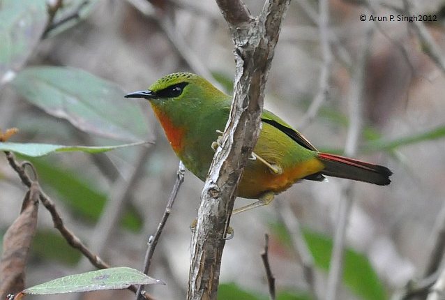 Pretty Fire-tailed myzornis
