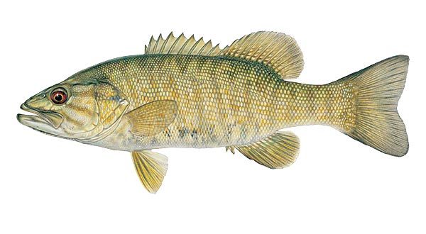Pretty Fish