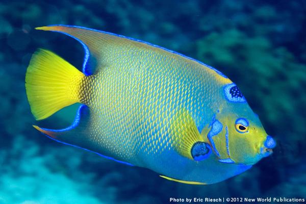 Wallpaper Fish