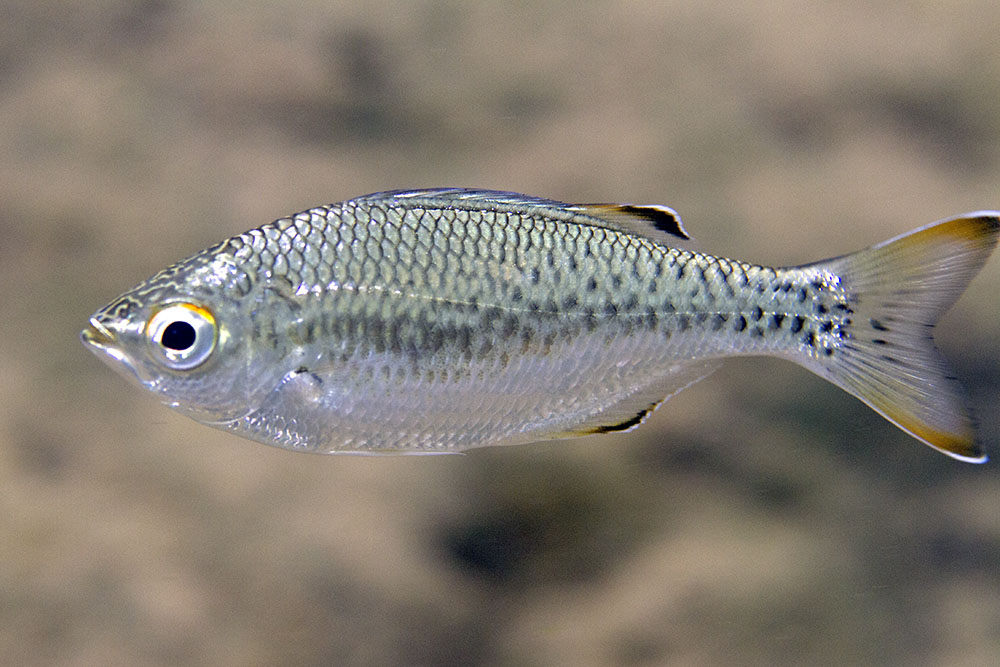 Flagtail kuhlia