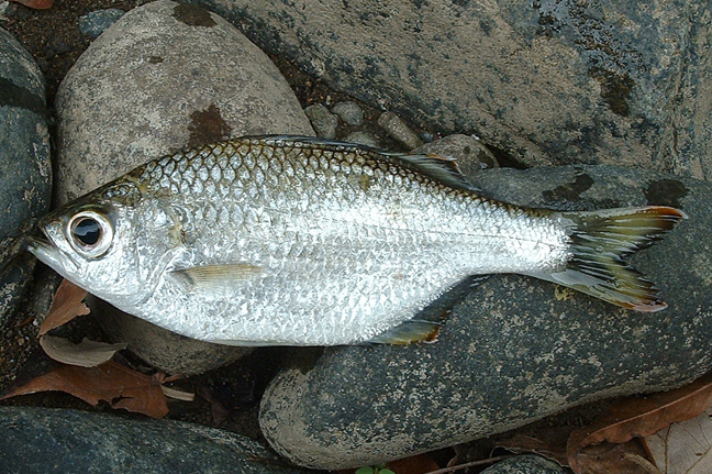 Pretty Flagtail kuhlia