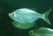 Pretty Flagtail kuhlia