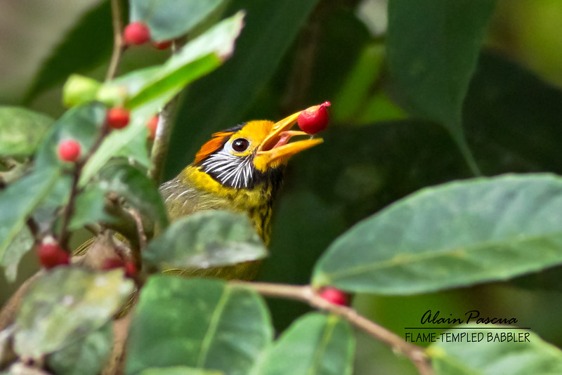 Pretty Flame-templed babbler
