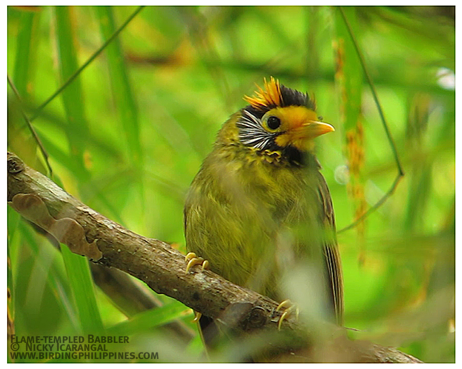 Pretty Flame-templed babbler