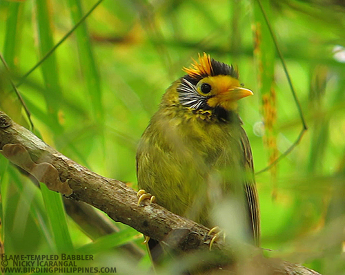 Pretty Flame-templed babbler