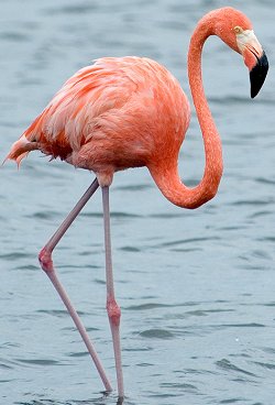 Cute Flamingo