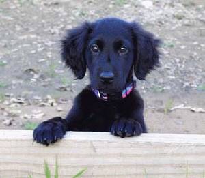 Flat-Coated Retriever - Dog Breed
