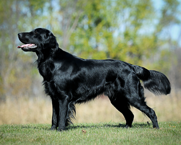 Nice Flat-Coated Retriever - Dog Breed