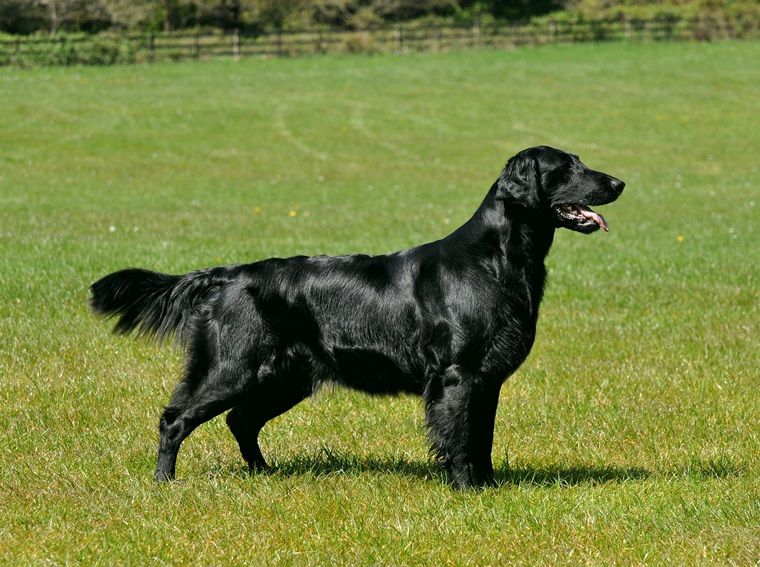 Cool Flat-Coated Retriever - Dog Breed