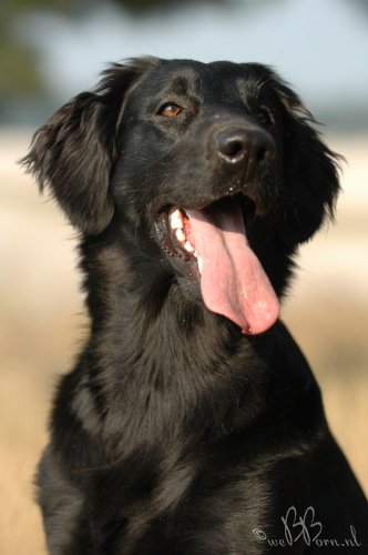 Wallpaper Flat-Coated Retriever - Dog Breed