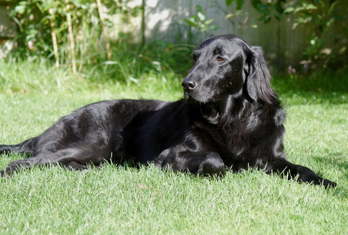 Photo Flat-Coated Retriever - Dog Breed