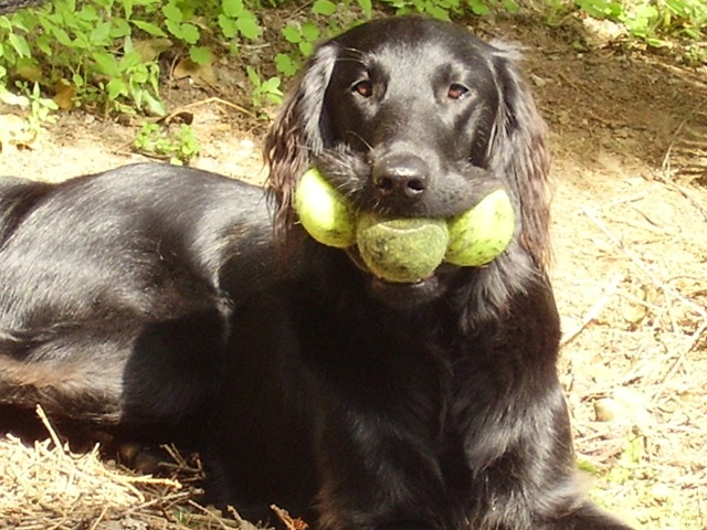 Flat-Coated Retriever - Dog Breed wallpaper