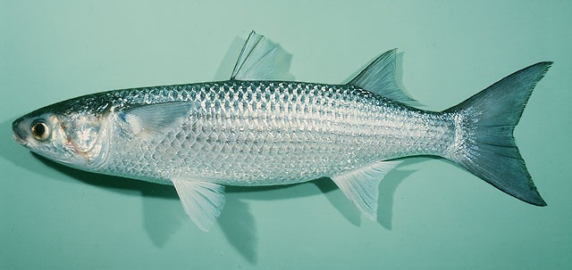 Flathead mullet