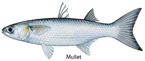 Pretty Flathead mullet