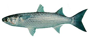 Pretty Flathead mullet