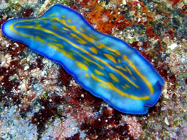 Nice Flatworms
